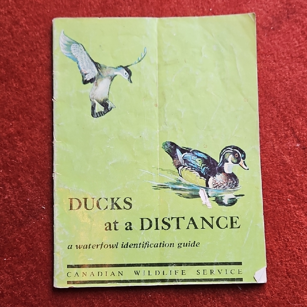 Ducks at a distance  a waterfowl identification guide